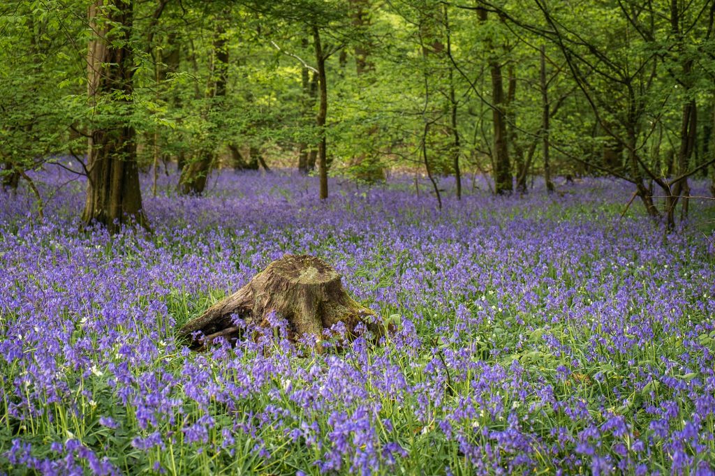English bluebell wood in spring