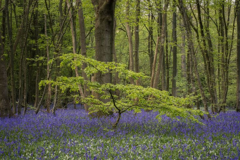 Sapling in English bluebell woodland in spring