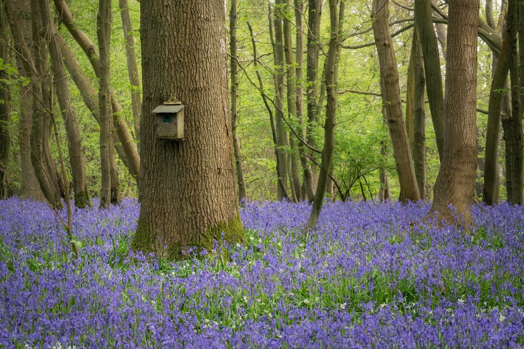Bluebells and nesting box in english woodland at Beltane