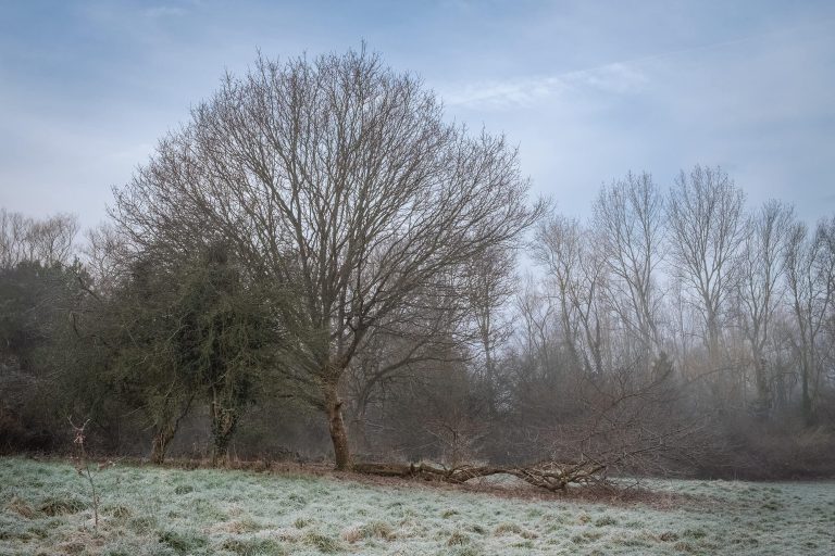 Two oak trees and two hawthorns on the edge of a frosty valley in early February