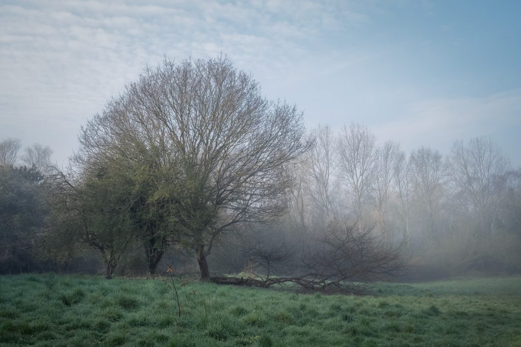 Oak and hawthorn trees on a misty morning in Combe Valley