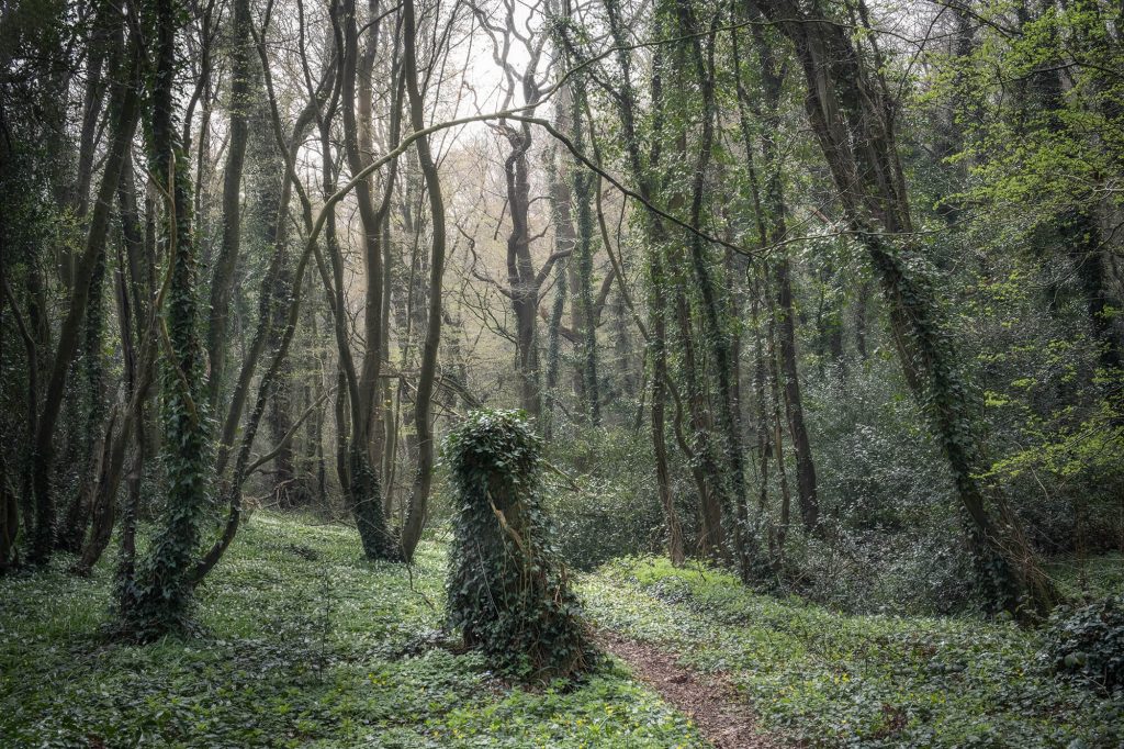 Ivy covered tree trunk resembling a Jack in the Green in Combe Valley