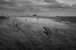 Grasses catching the light as a storm clears over Rye Harbour Nature Reserve