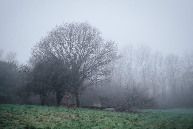 Two oak trees and two hawthorns on the edge of a foggy valley in late January