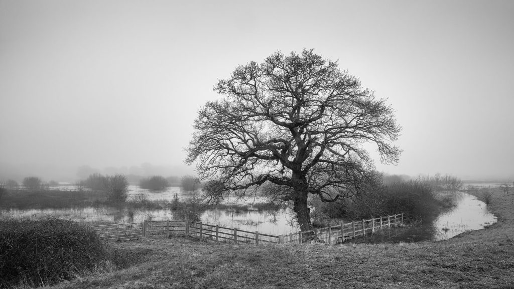 An old oak sitting in floodwater and surrounded by fog in Combe Valley Country Park