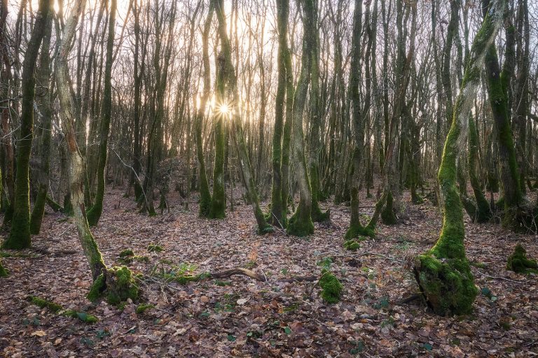 Guestling wood in winter with late afternoon sun